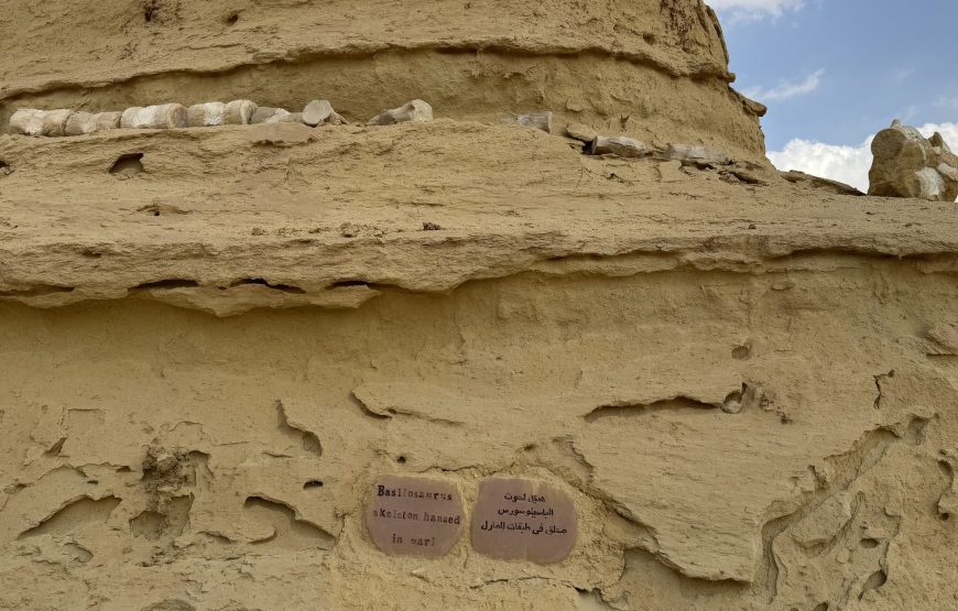 Fayoum Day Tour – Wadi El Hitan & Wadi El Rayan