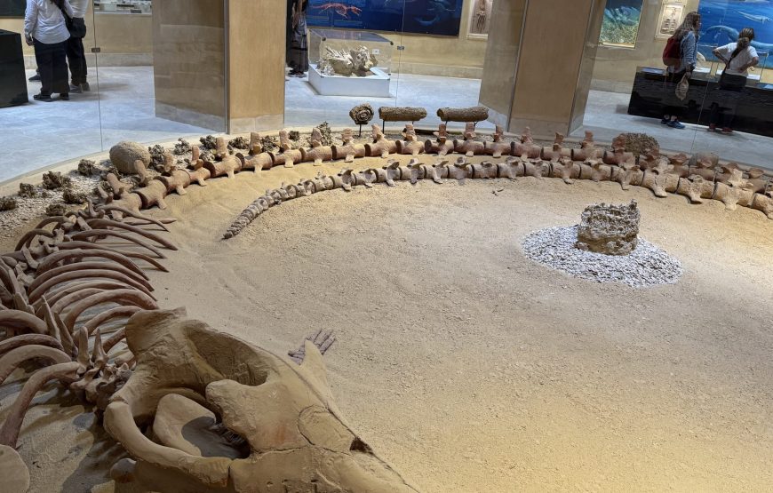 Fayoum Day Tour – Wadi El Hitan & Wadi El Rayan