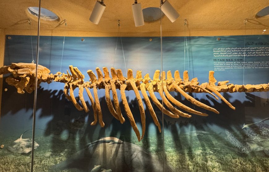 Fayoum Day Tour – Wadi El Hitan & Wadi El Rayan