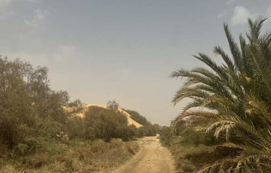 White & Black Desert Safari Experience